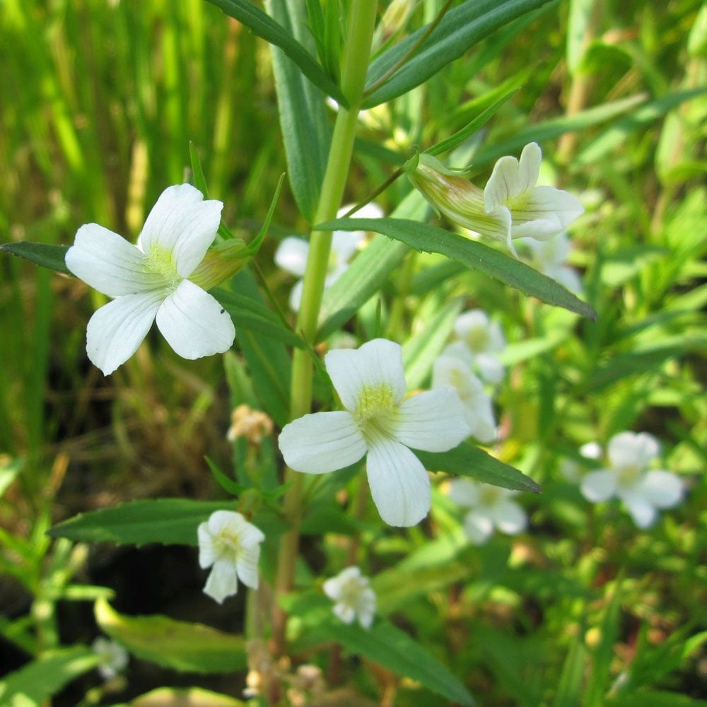 Miniature Pond Collection With Deep Water Aquatic Plant