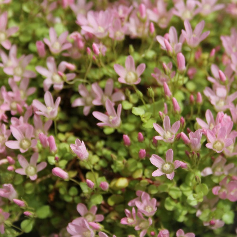 Miniature Pond Collection With Pygmaea Lily