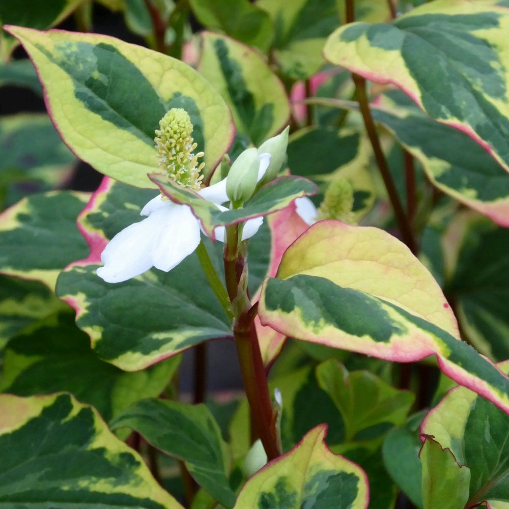 Miniature Pond Collection With Pygmaea Lily