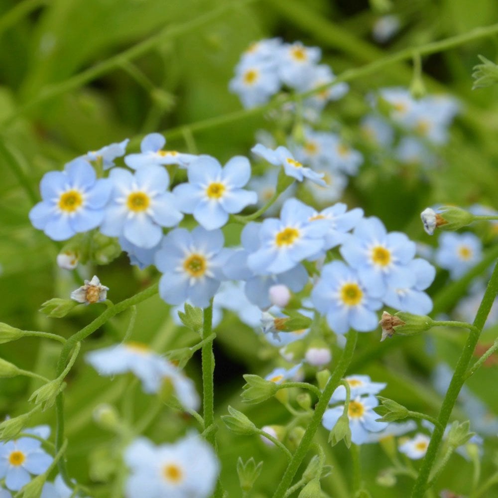 Miniature Pond Collection With Pygmaea Lily