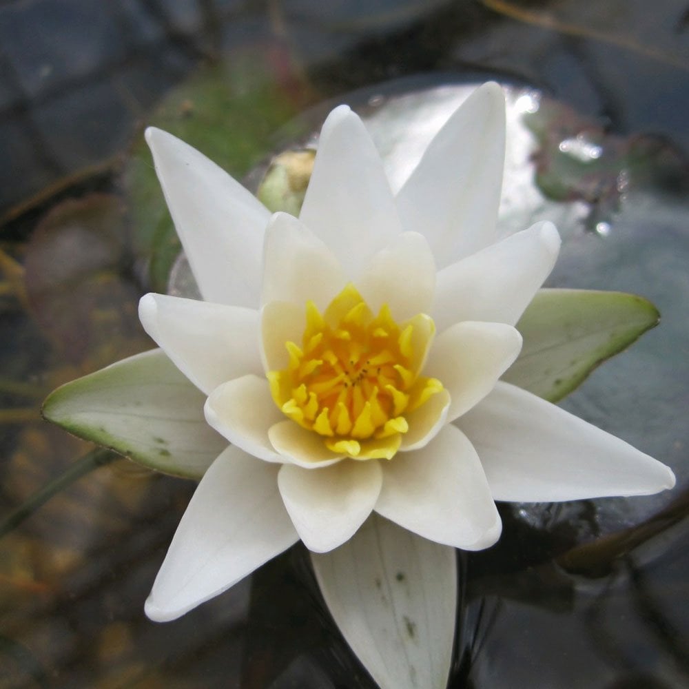 Miniature Pond Collection With Pygmaea Lily