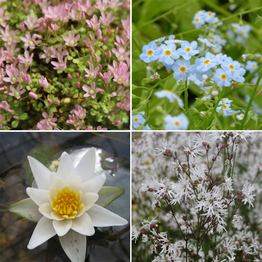 Miniature Pond Collection With Pygmaea Lily