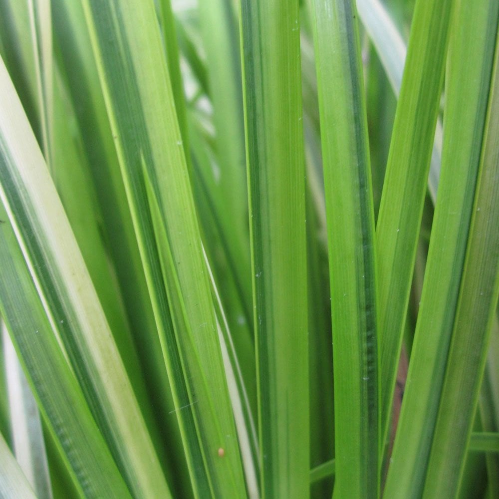 Winter Pond Plant Collection 1Ltr (3pk)