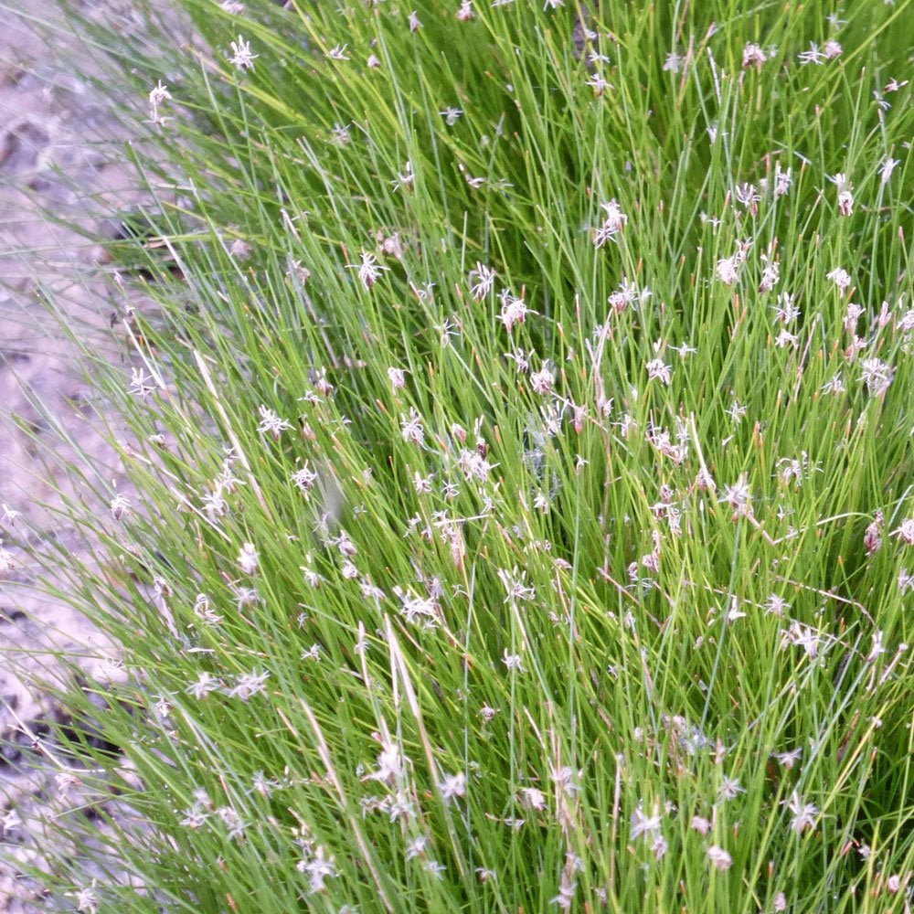 Oxygenating Pond Plant Collection