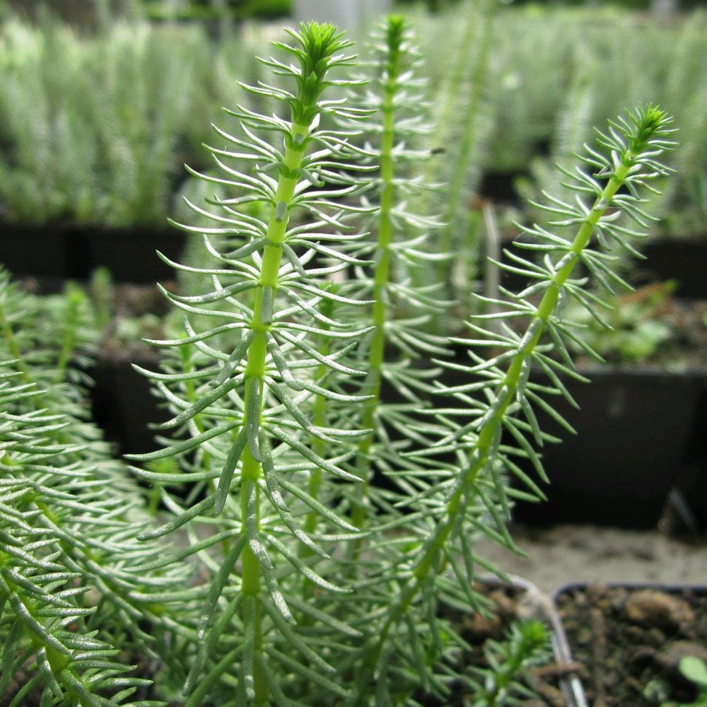 Oxygenating Pond Plant Collection