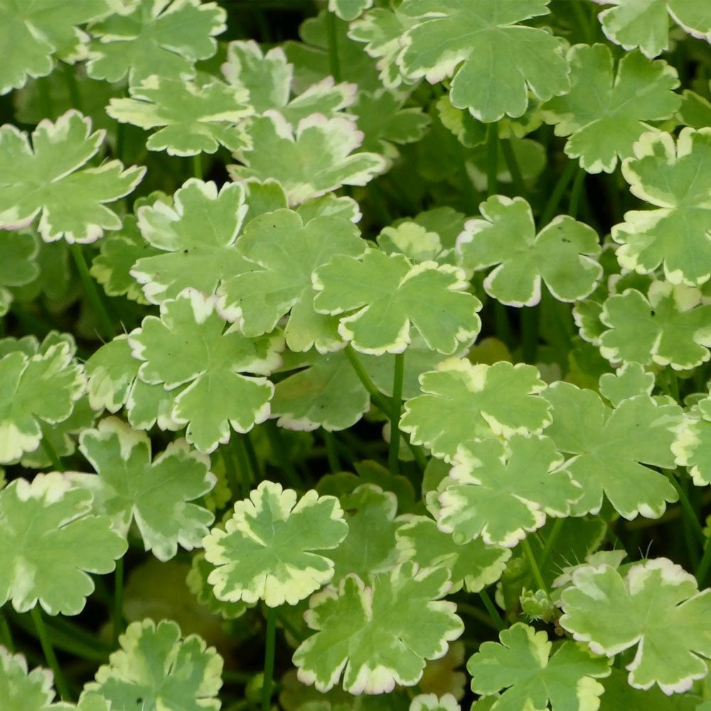 Oxygenating Pond Plant Collection