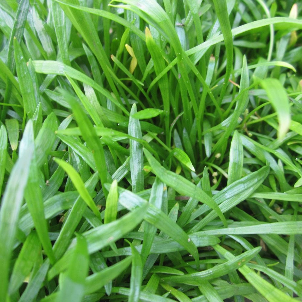 Oxygenating Pond Plant Collection