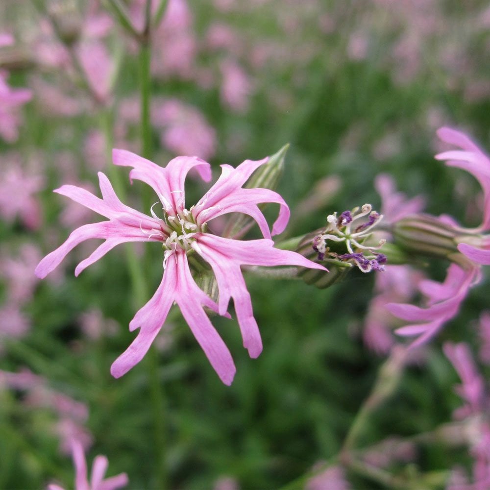 Wildlife Pond Plant Collection