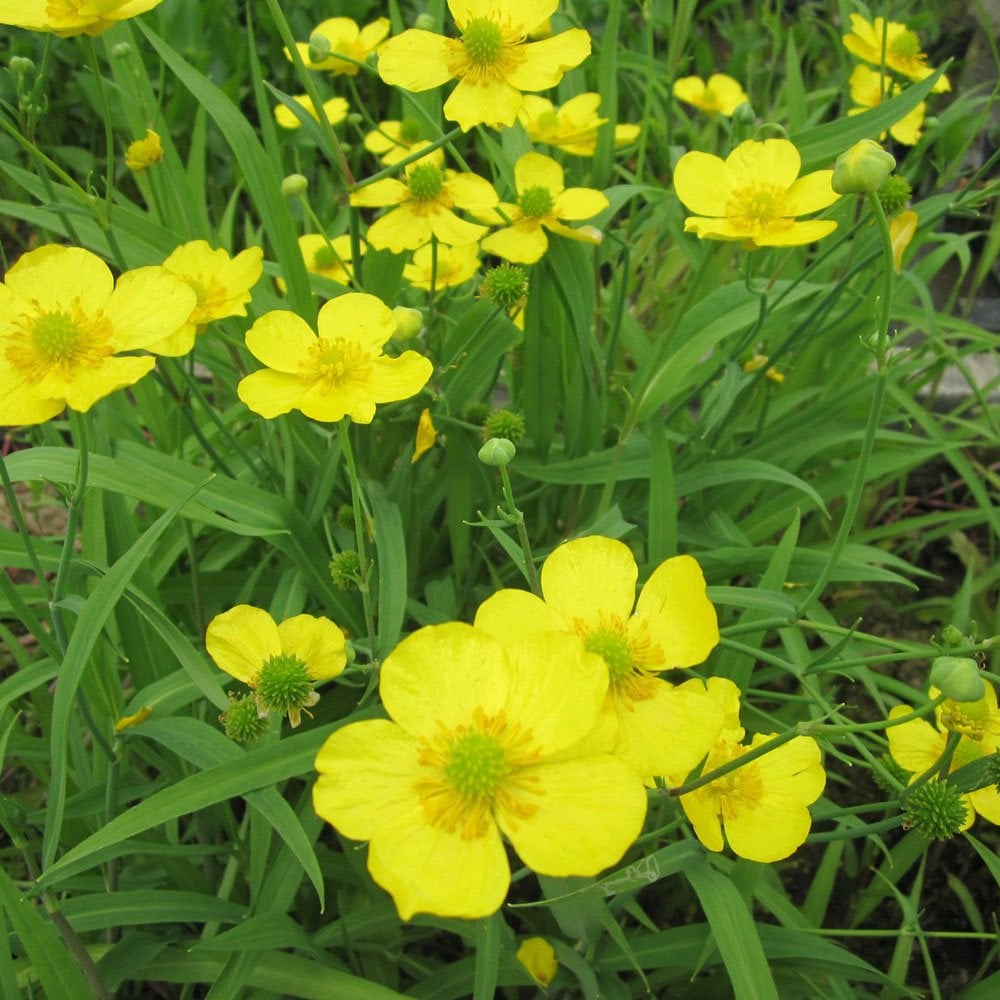 Wildlife Pond Plant Collection