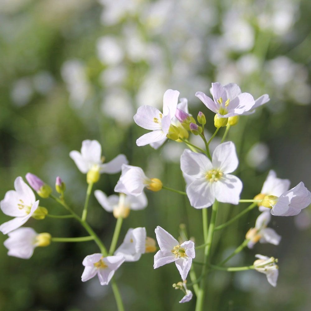 Wildlife Pond Plant Collection
