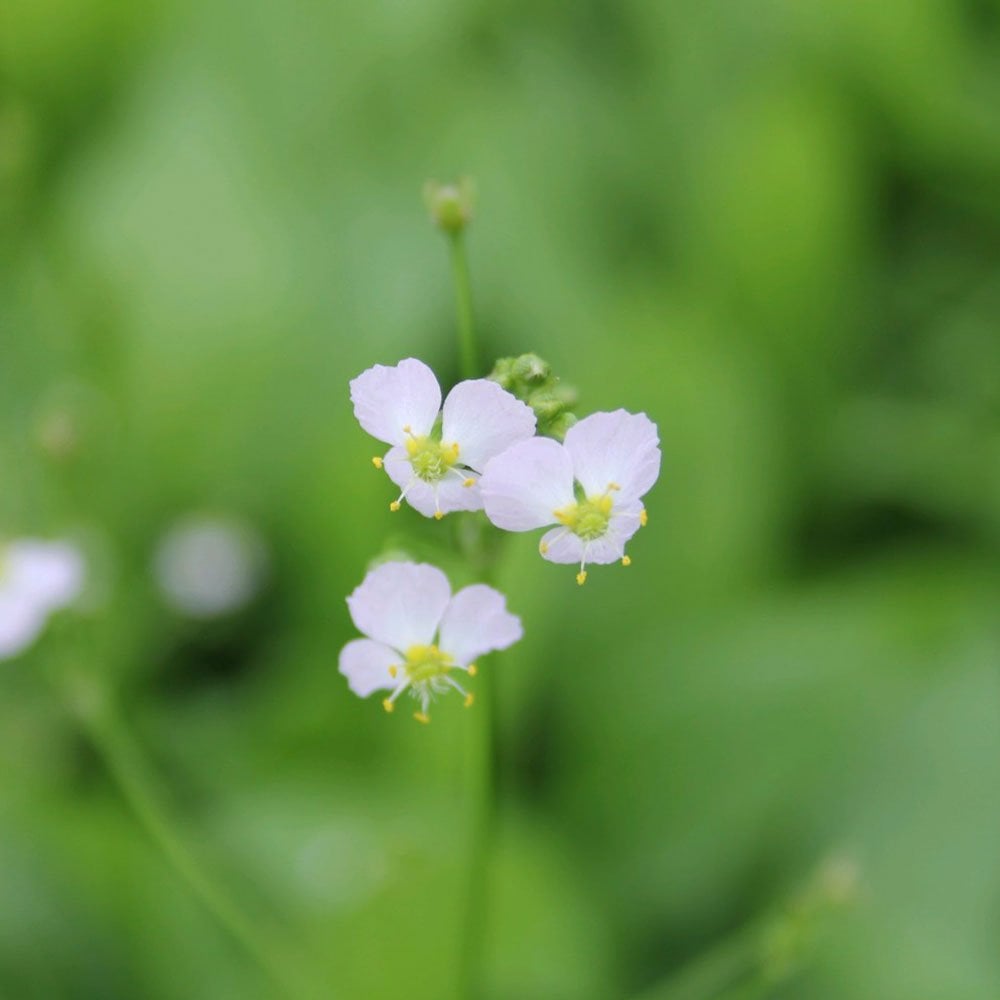 Wildlife Pond Plant Collection