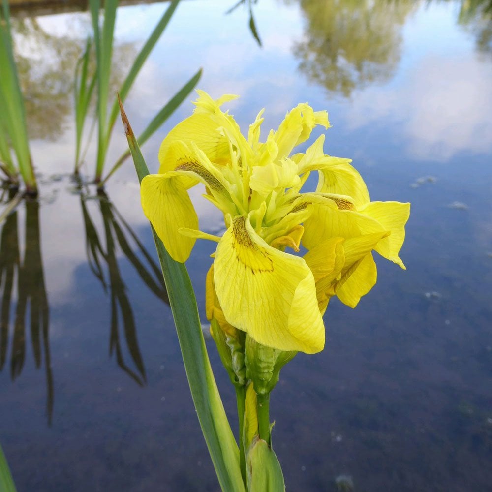Wildlife Pond Plant Collection