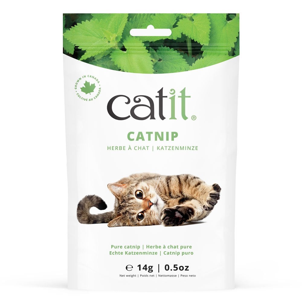 Catnip
