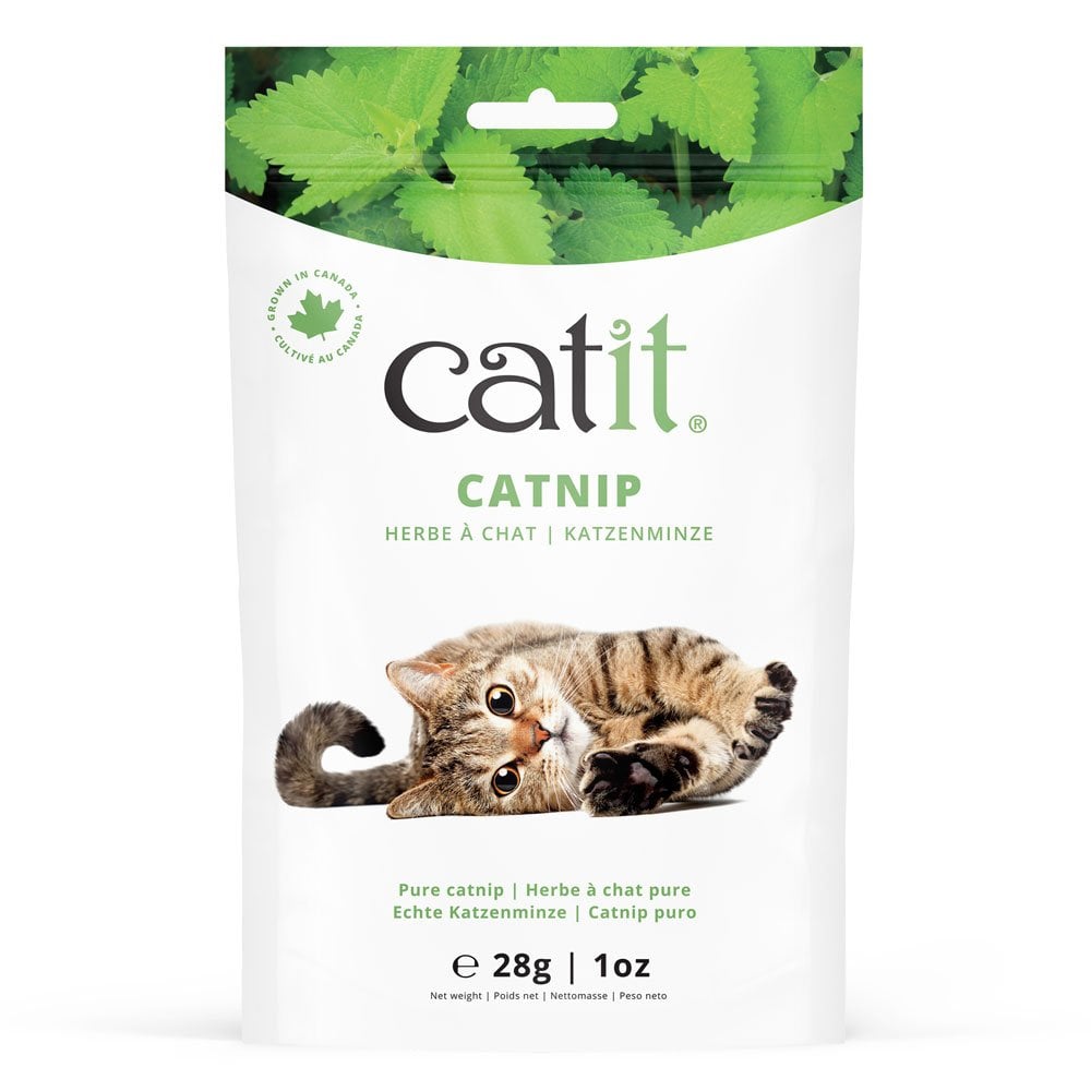 Catnip