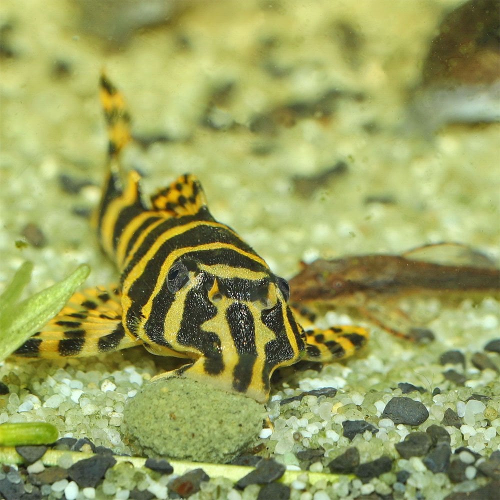 ProNovo Pleco Wafer M
