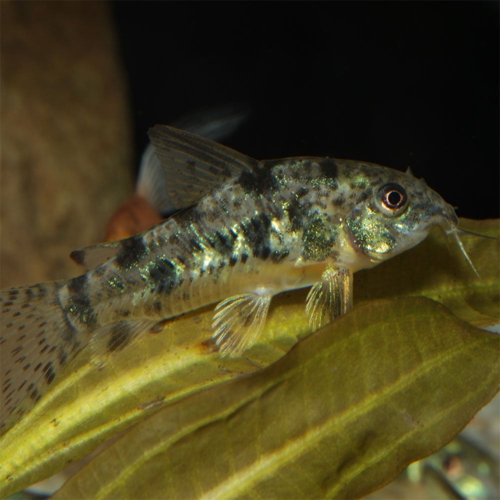 ProNovo Corydoras Tab M 100ml