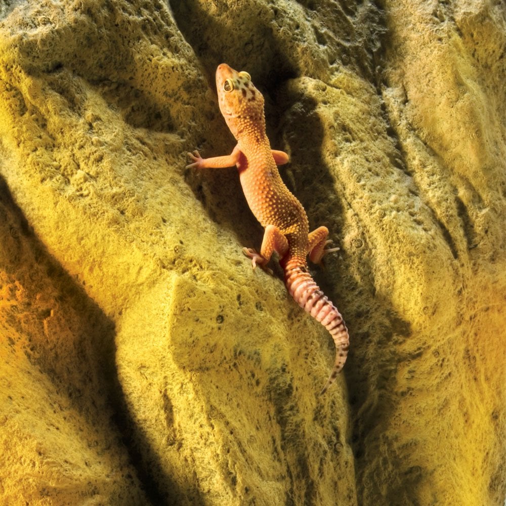Rock Terrarium Background