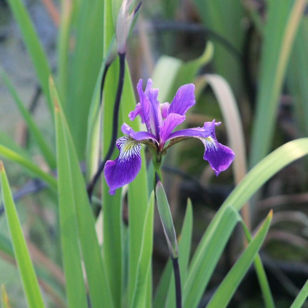 Iris Robusta Gerald Darby 3Ltr
