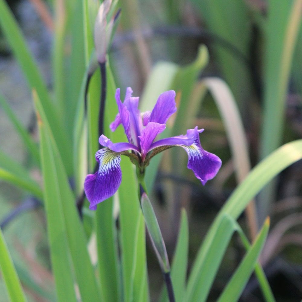 Iris Robusta Gerald Darby 3Ltr