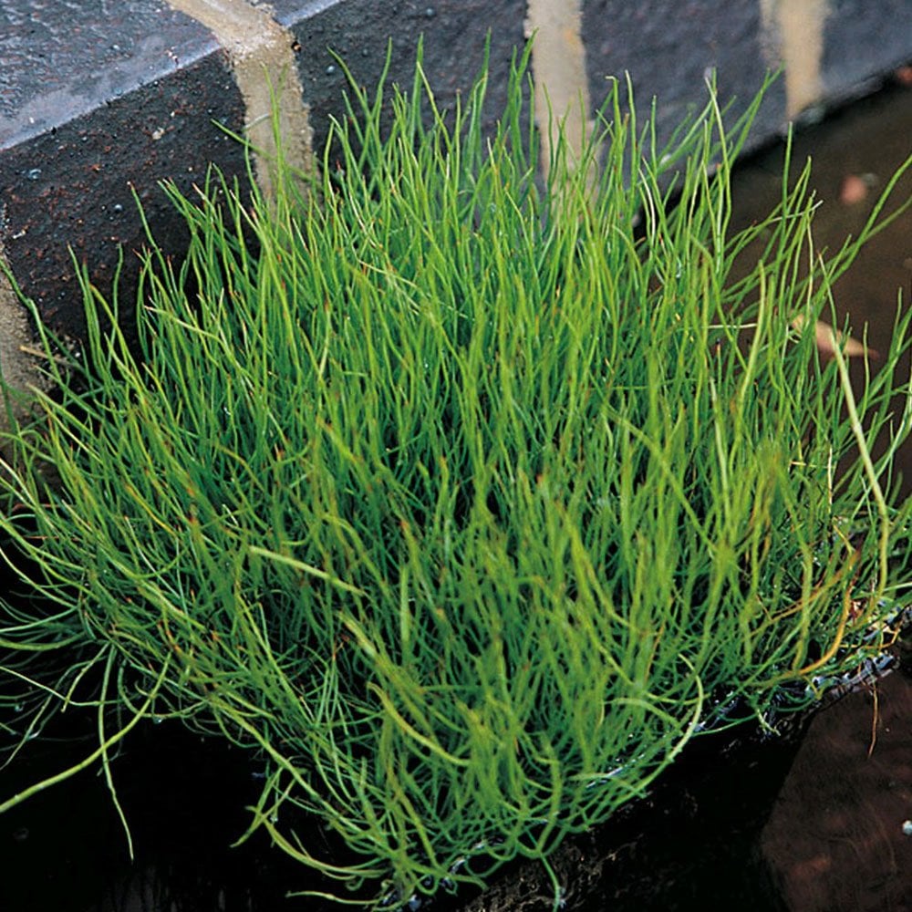 Pilularia Globulifera - Pillwort