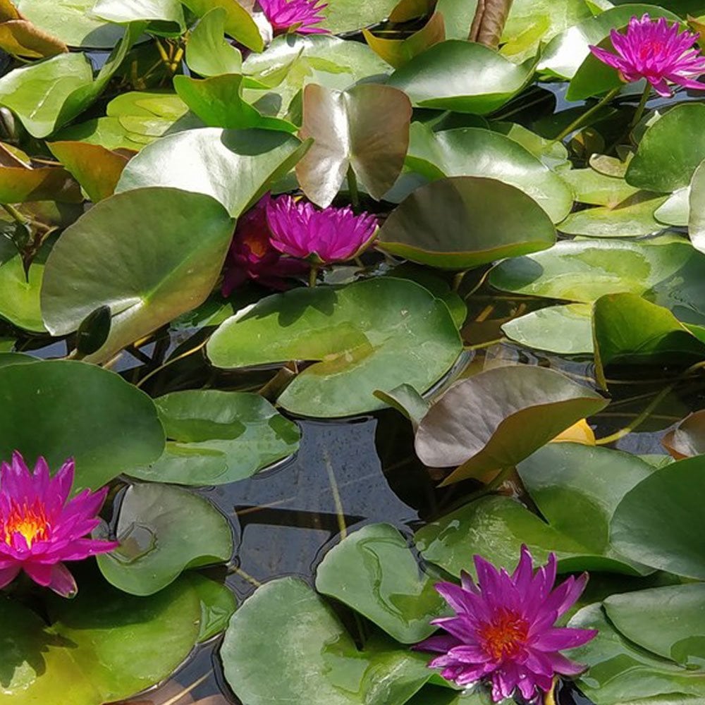 Nymphaea Purple Fantasy 3Ltr Premium