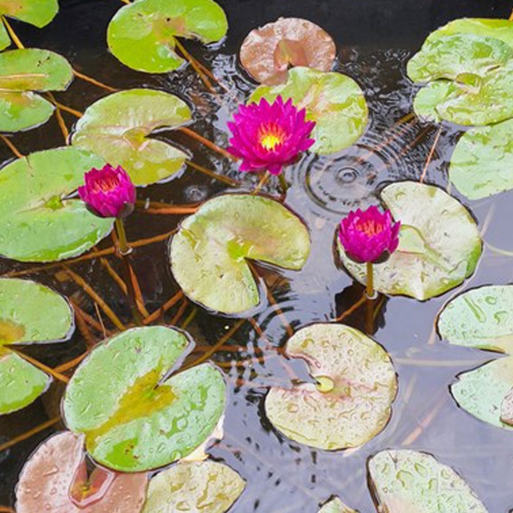 Nymphaea Purple Fantasy 3Ltr Premium