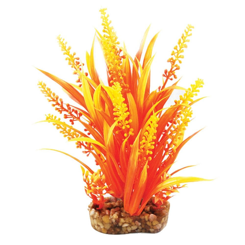 Vibrance Orange Cabomba 20cm