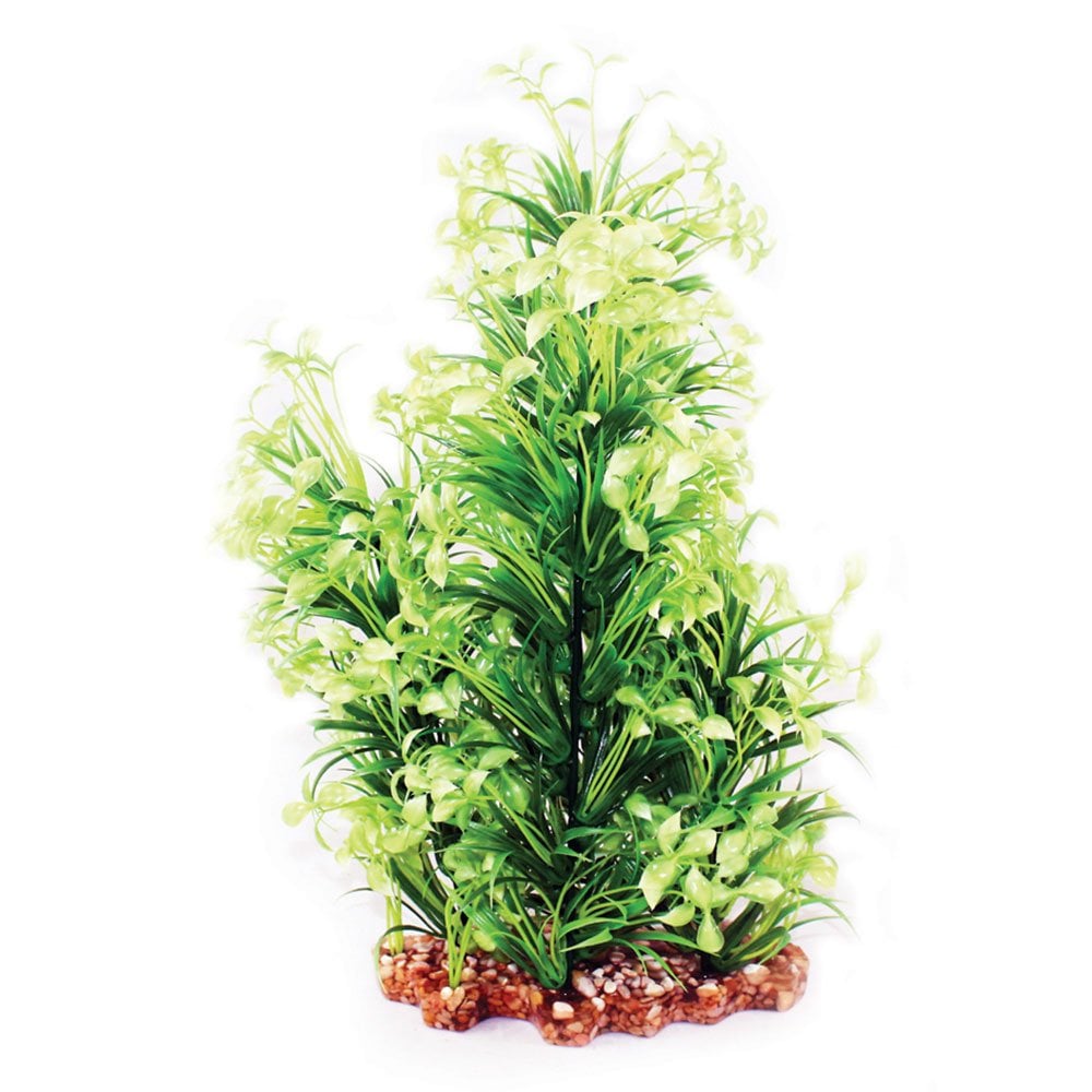 Vibrance Narrow Ludwigia 40cm