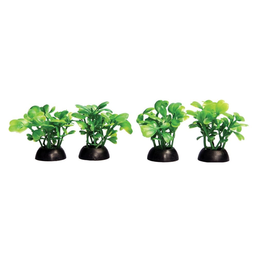 Ecoscape Foreground Green Lobelia (4pk)