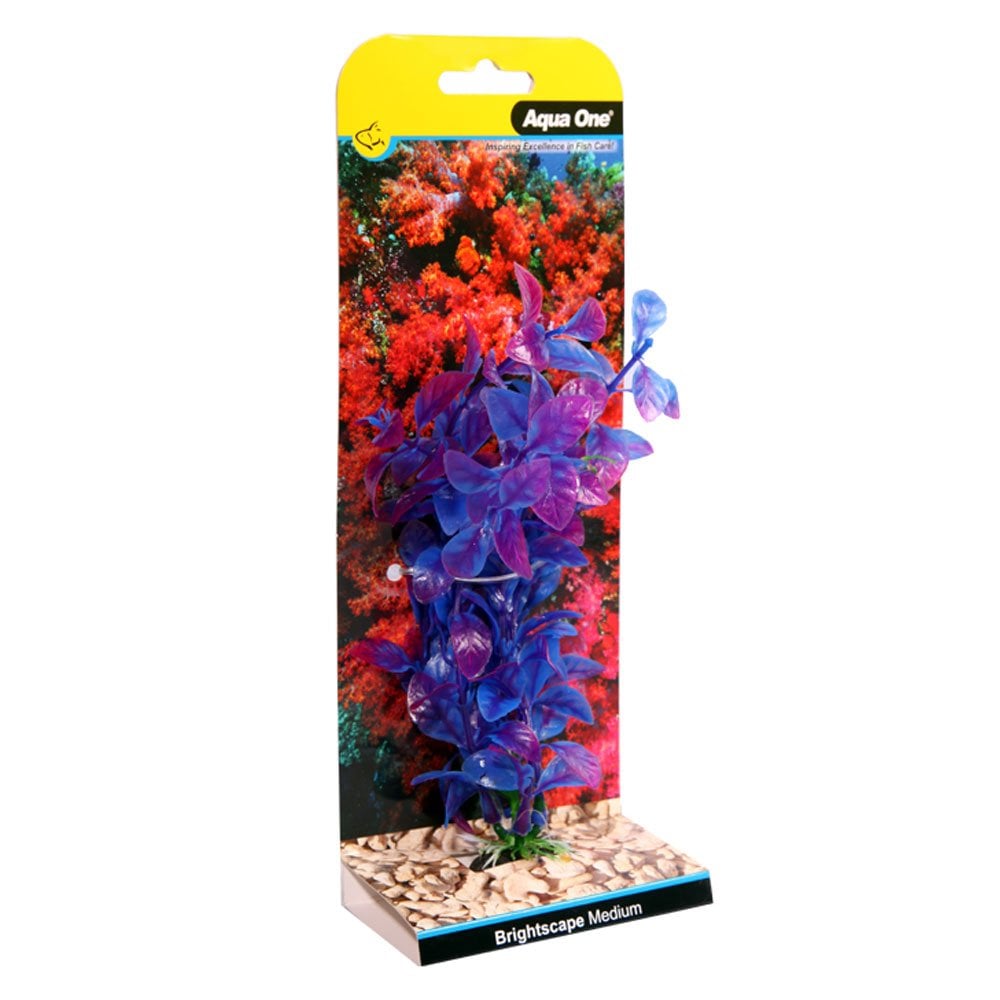 Brightscape Blue Hygro 20cm
