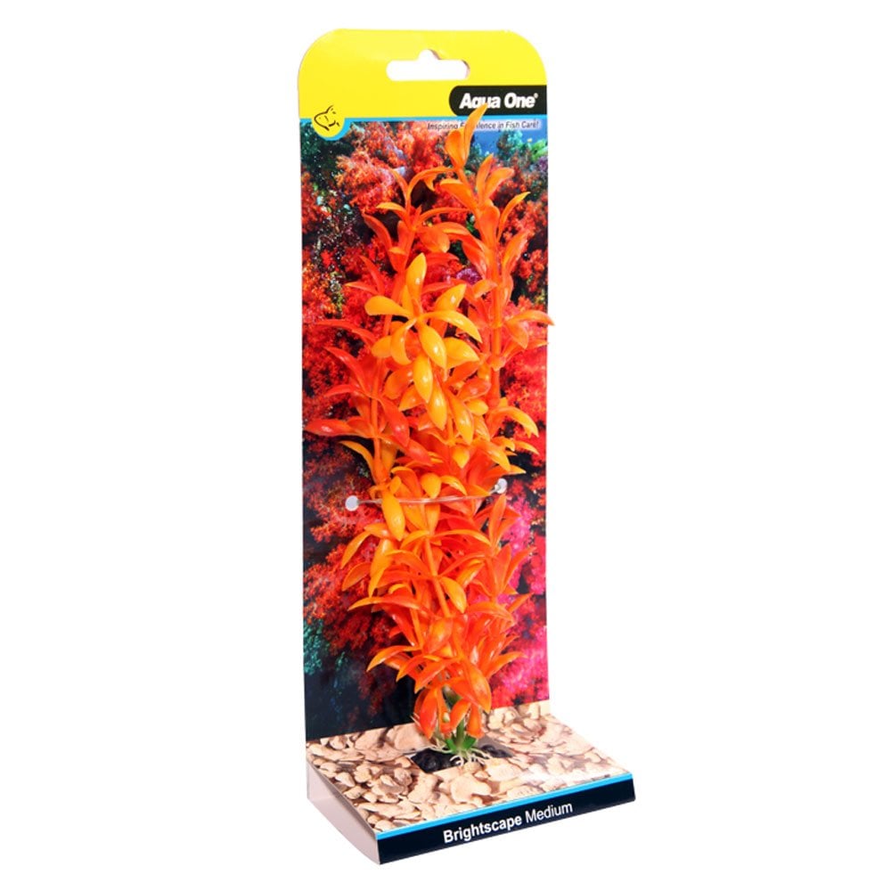 Brightscape Orange Ludwigia 20cm