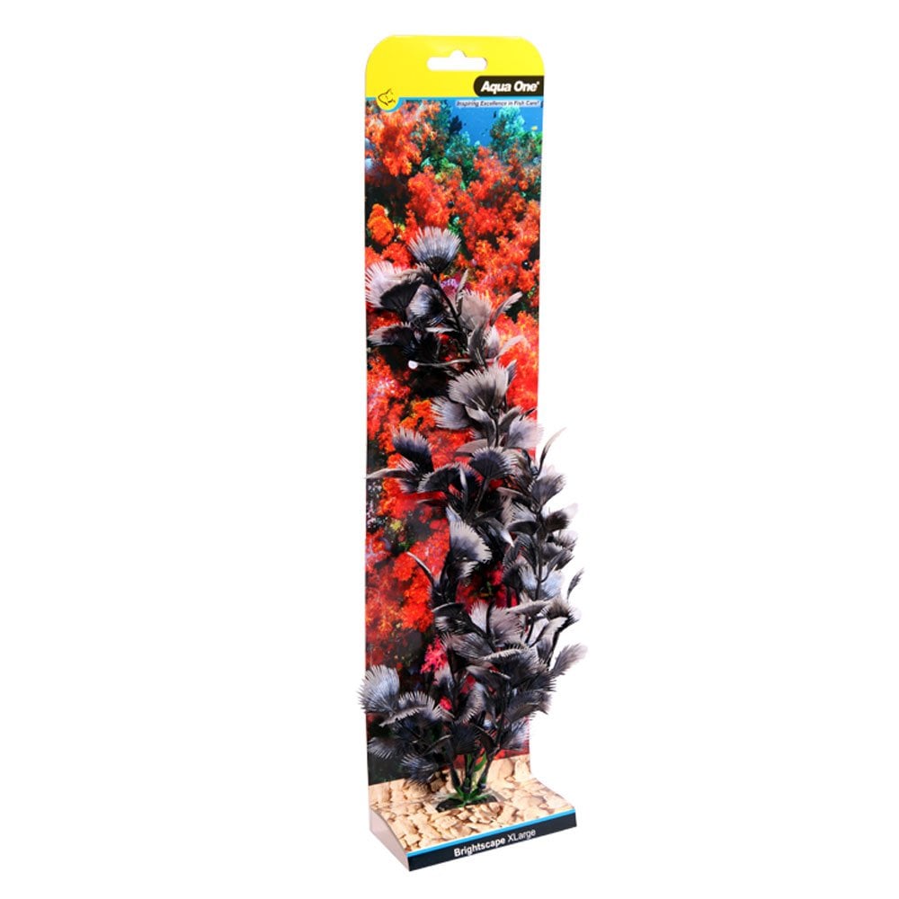 Brightscape Black Fan Palm 40cm