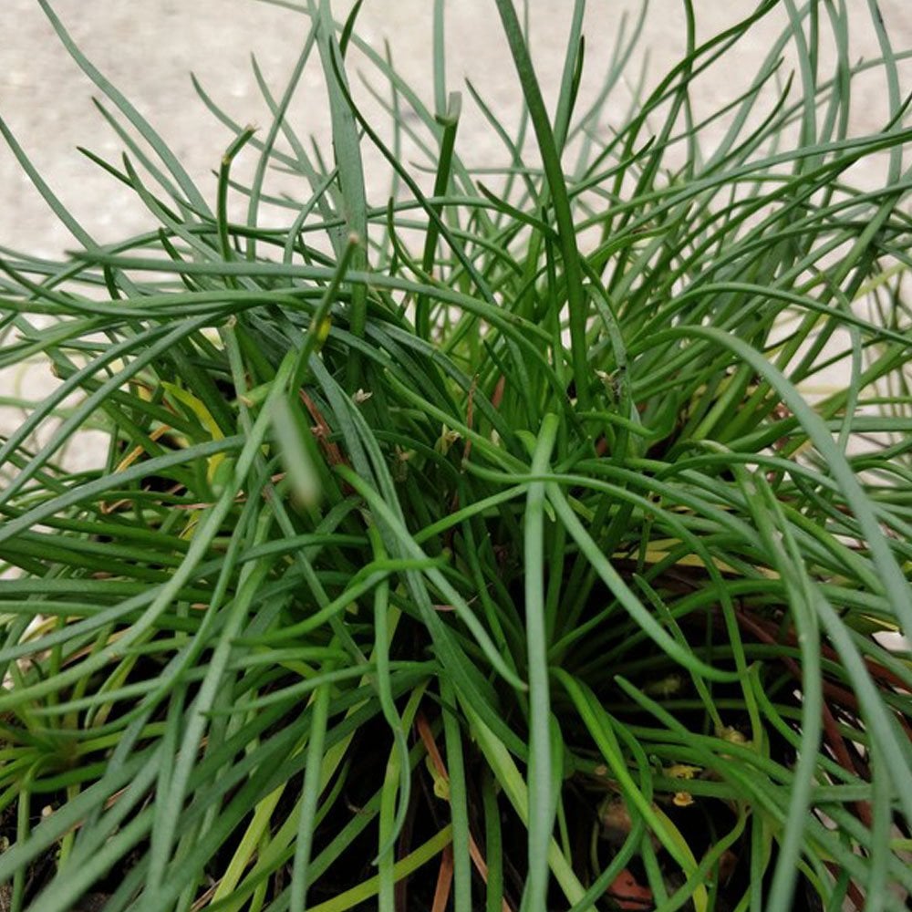 Littorella Uniflora - Shoreweed