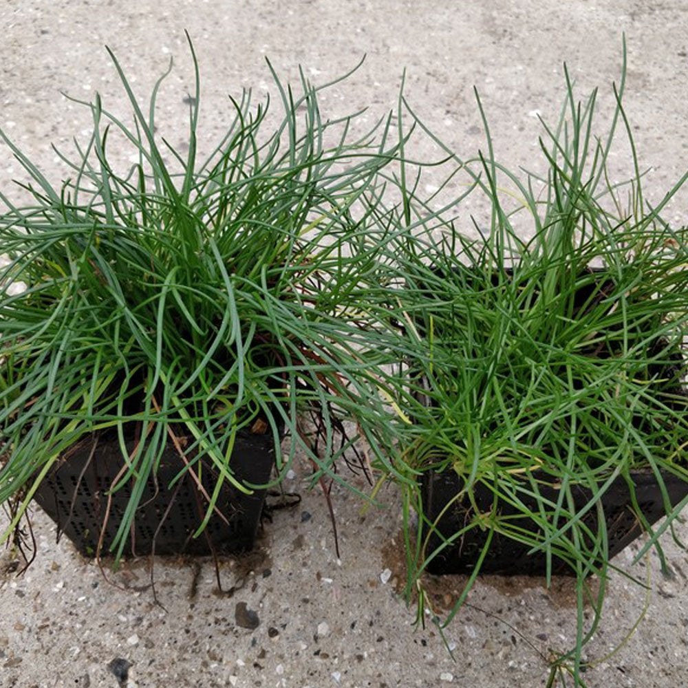 Littorella Uniflora - Shoreweed
