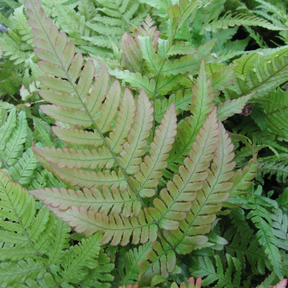 Dryopteris Erythrosora - Autumn Fern 9cm (3pk)