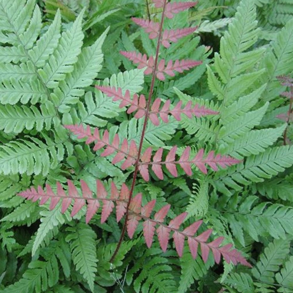 Dryopteris Erythrosora - Autumn Fern 9cm (3pk)