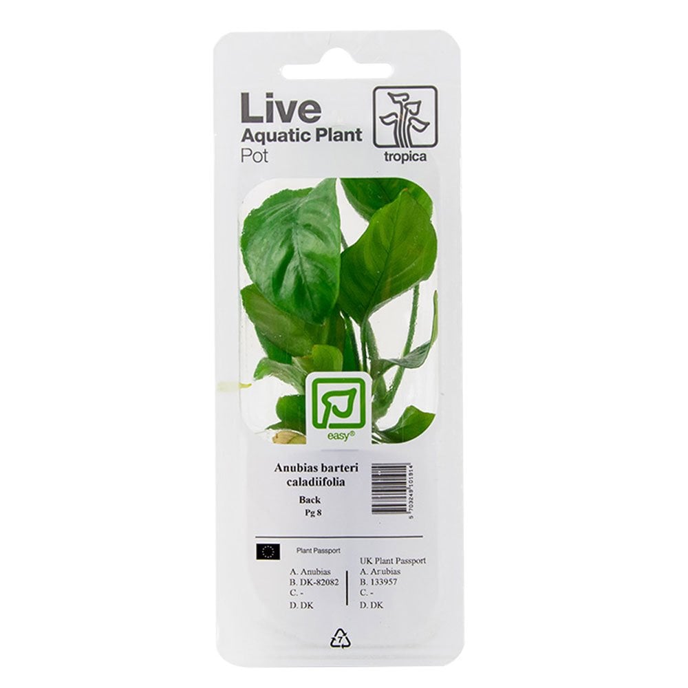 Anubias Barteri Caladiifolia - Live Aquarium Plant