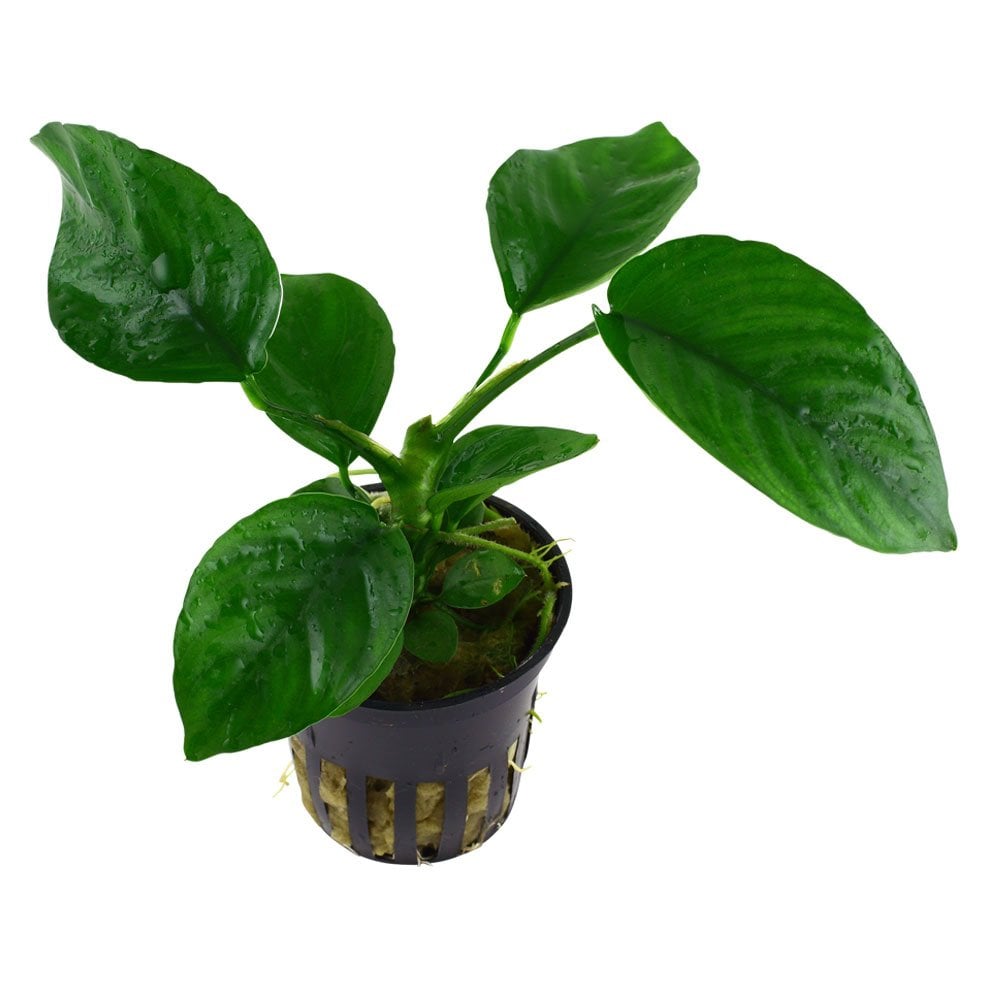Anubias Barteri Caladiifolia - Live Aquarium Plant