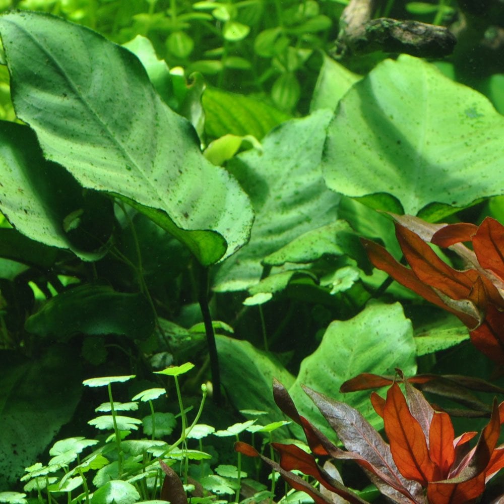 Anubias Barteri Caladiifolia - Live Aquarium Plant