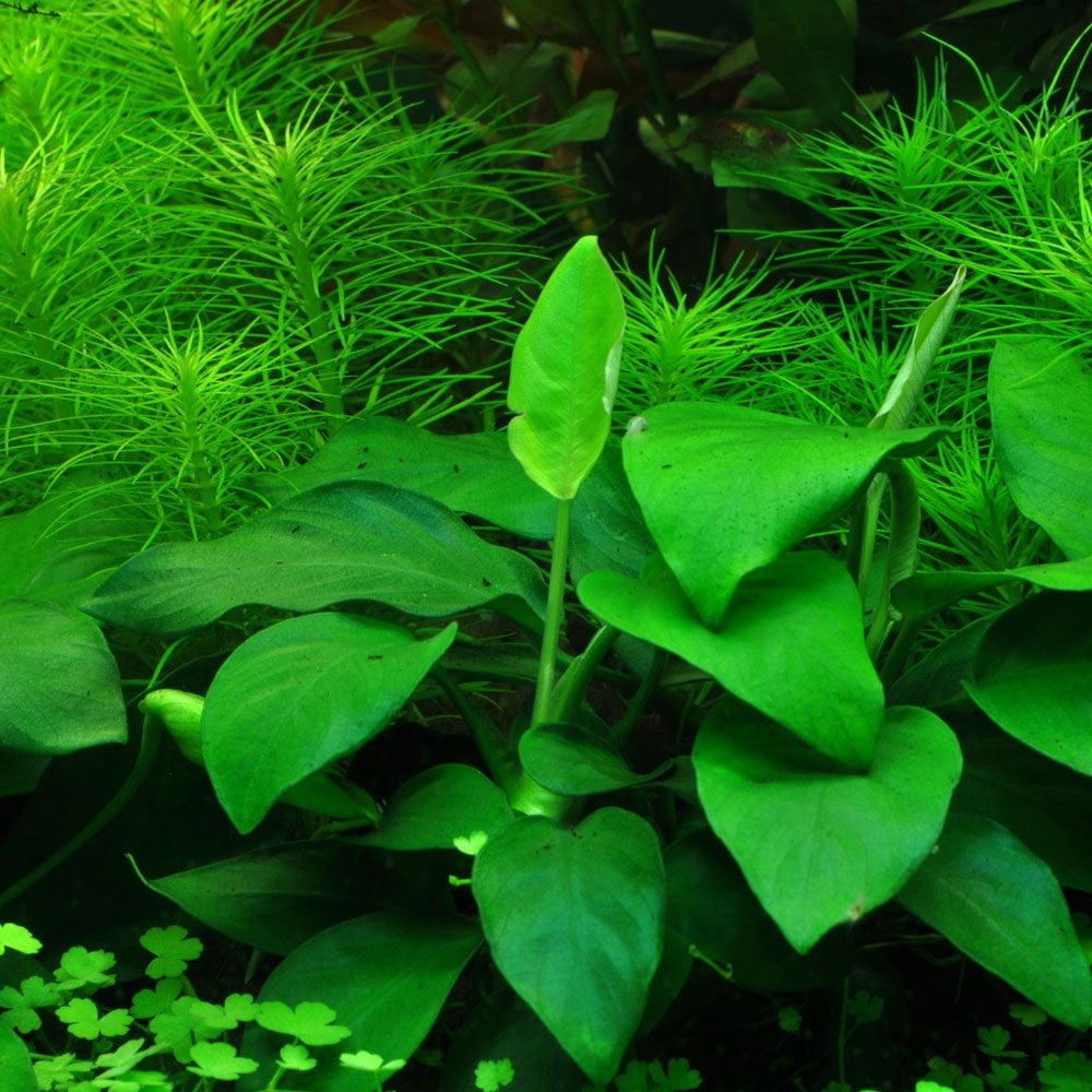 Anubias Barteri Var. Nana - Live Aquarium Plant