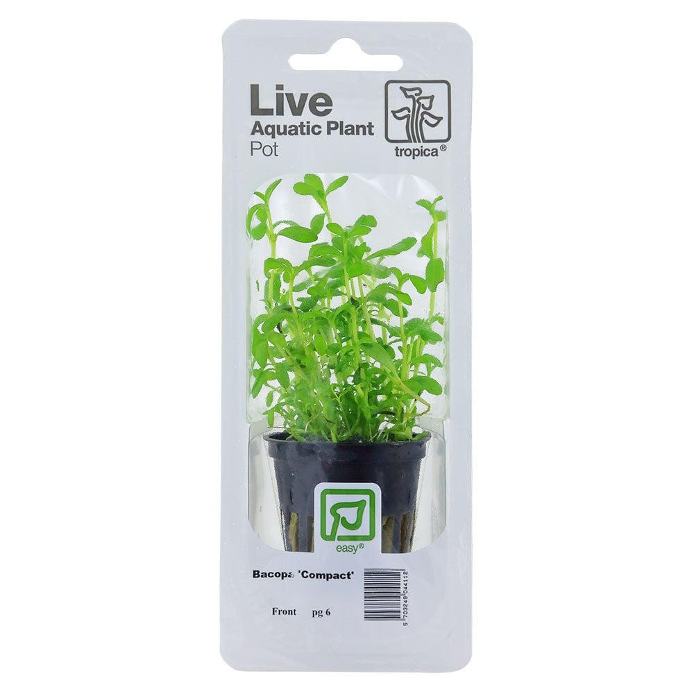 Bacopa Monnieri Compact - Live Aquarium Plant