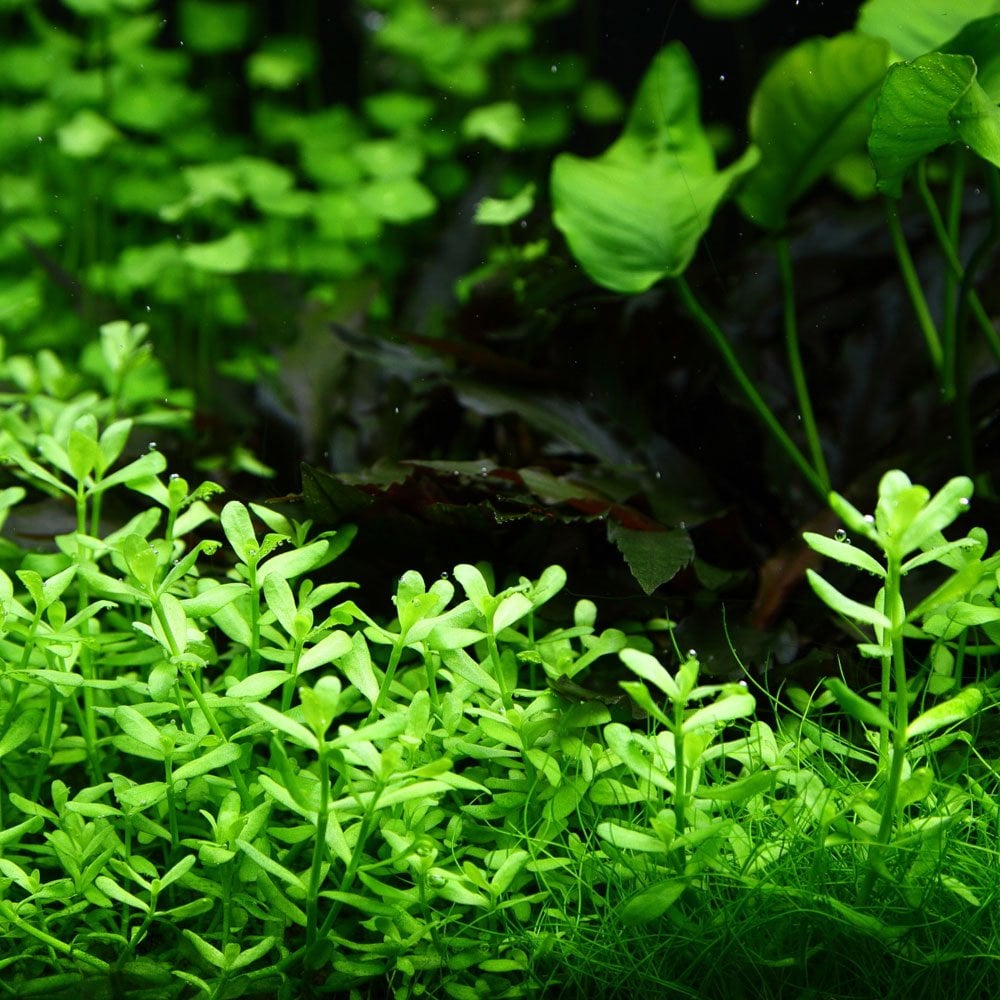 Bacopa Monnieri Compact - Live Aquarium Plant
