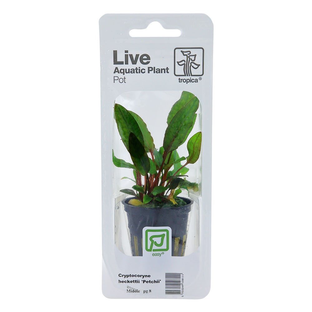 Cryptocoryne Beckettii Petchii - Live Aquarium Plant