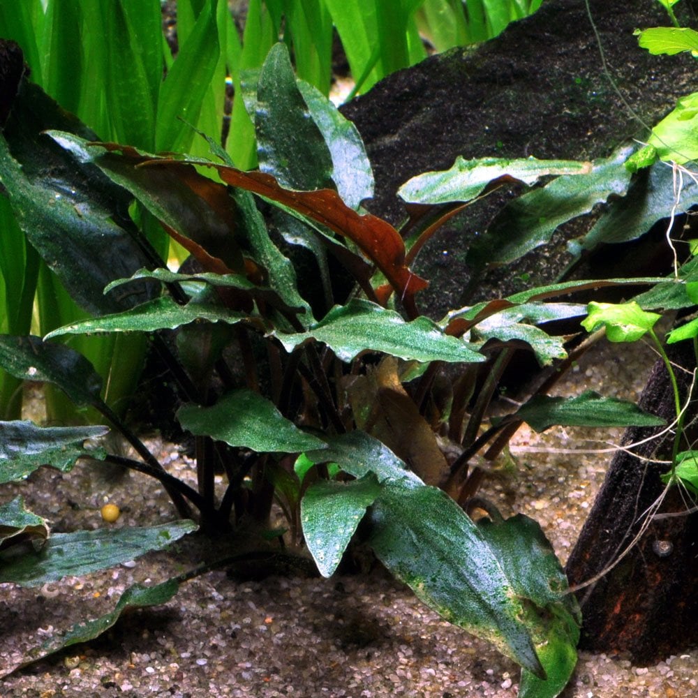 Cryptocoryne Beckettii Petchii - Live Aquarium Plant