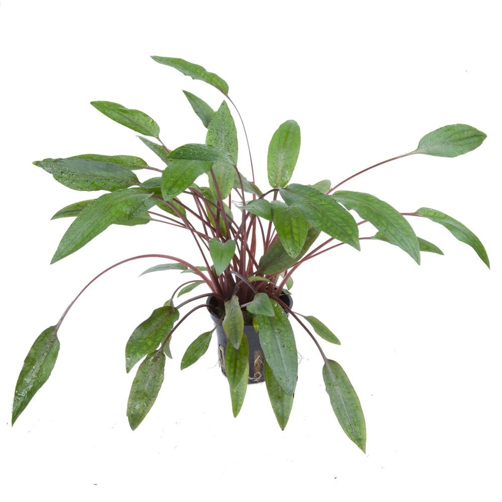 Cryptocoryne Beckettii Petchii - Live Aquarium Plant