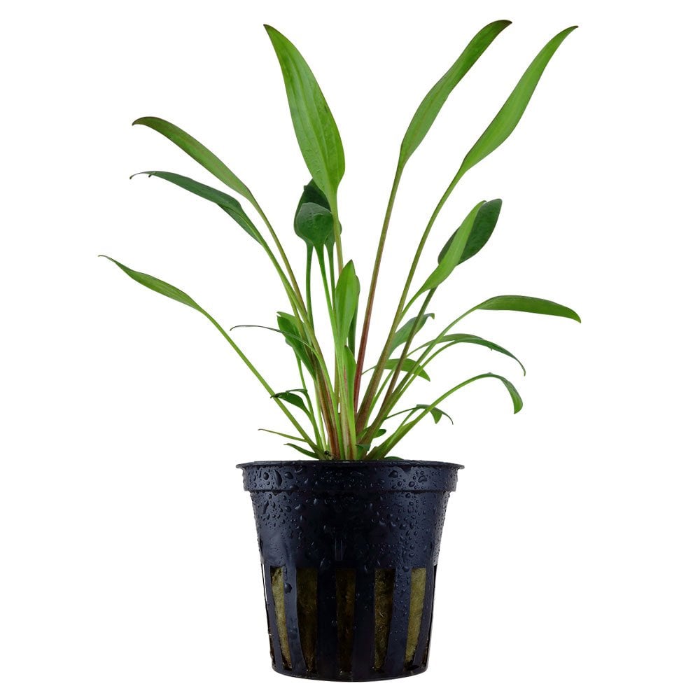 Cryptocoryne X Willisii - Live Aquarium Plant