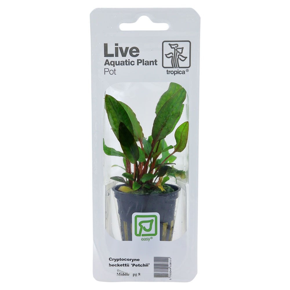 Cryptocoryne X Willisii - Live Aquarium Plant