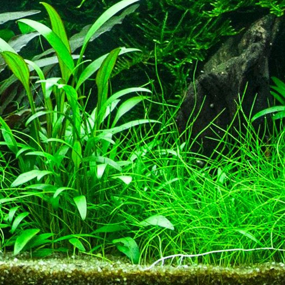 Cryptocoryne X Willisii - Live Aquarium Plant