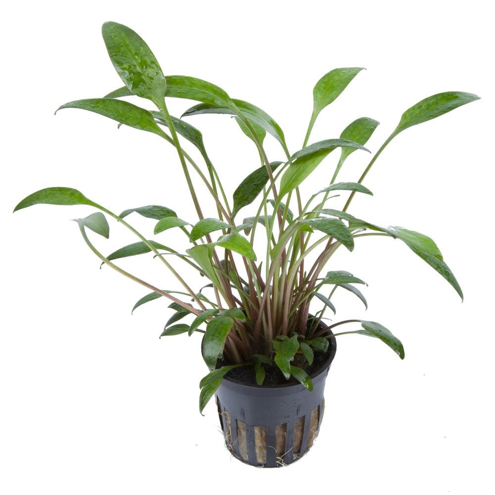 Cryptocoryne X Willisii - Live Aquarium Plant