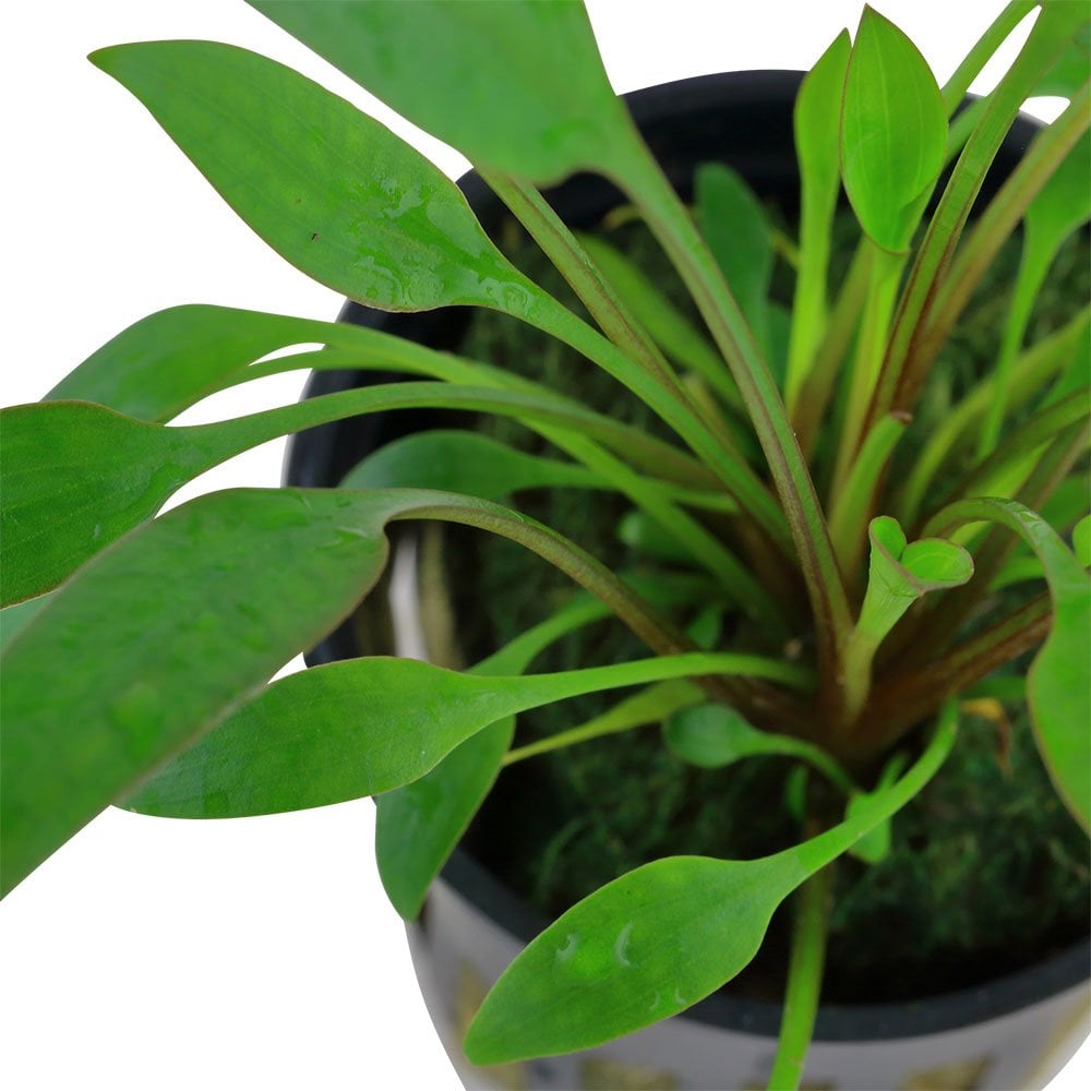 Cryptocoryne X Willisii - Live Aquarium Plant